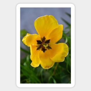 Yellow Flower Sticker